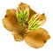 Flower orange alstroemeria on a white isolated background with clipping path. Closeup. no shadows. For design.