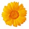 Flower orange amber  calendula  isolated on a white background with clipping path. Close-up.