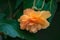 Flower of orange Begonia Begonia boliviensis bonfire orange in the summer garden