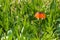 Flower with orange bloom with tulips