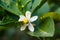 Flower orange blossom in spring in pollinating