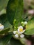 Flower orange blossom in spring in pollinating