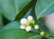 Flower orange blossom in spring in pollinating time