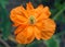 Flower of orange decorative poppy