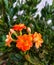 Flower. orange Kalanchoe with leaves in background