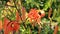 Flower orange lily, Lilium lancifolium