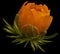 Flower orange primrose. Bud of a spring flower. Isolated on black background with clipping path. no shadows. Side view. Close-up