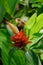 Flower of the orange tulip ginger plant, Costus curvibracteatus