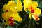 Flower Orchid Cattleya yellow and red with leaves outdoors. background