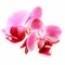 Flower orchid - phalaenopsis