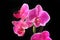 Flower orchid - phalaenopsis