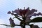 Flower of the orchid tree Bauhinia variegate