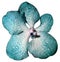 Flower Orchid white-turquoise. isolated on white background with clipping path. Closeup. Motley brindle big flower.