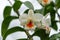 Flower (Orchidaceae, Orchid Flower) white orange