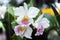 Flower (Orchidaceae, Orchid Flower) white purple