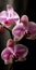 Flower_Orchids_Realistic_Watercolor2_2