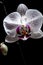 Flower_Orchids_Realistic_Watercolor2_3