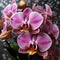 Flower_Orchids_Realistic_Watercolor2_4