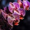 Flower_Orchids_Realistic_Watercolor2_5
