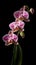 Flower_Orchids_Realistic_Watercolor2_6