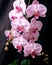 Flower_Orchids_Realistic_Watercolor2_7