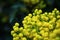 Flower Oregon grape, Flowering Mahonia aquifolium Oregon-grape wi