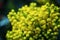 Flower Oregon grape,Flowering Mahonia aquifolium Oregon-grape wi