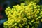 Flower Oregon grape,Flowering Mahonia aquifolium Oregon-grape wi