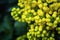 Flower Oregon grape,Flowering Mahonia aquifolium Oregon-grape wi