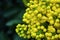 Flower Oregon grape,Flowering Mahonia aquifolium Oregon-grape wi
