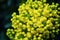 Flower Oregon grape,Flowering Mahonia aquifolium Oregon-grape wi