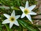 Flower ornamental plants Fairy lily, Rain Lower, Zephyr Lily
