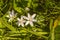 Flower - Ornithogalum umbellatum