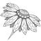 Flower outline illustration. Zentagle style.