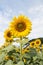 Flower outstanding in a sunflower field.