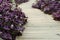 Flower Oxalis triangularis (Purple shamrock)