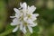 Flower of a Pacific serviceberry, Amelanchier alnifolia