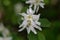 Flower of a Pacific serviceberry, Amelanchier alnifolia