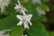 Flower of a Pacific serviceberry, Amelanchier alnifolia