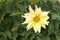 Flower Paeonia on background green sheet