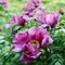 Flower Paeonia suffruticosa