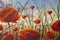 Flower painting on canvas. Red poppies big flowers close up