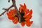 Flower of palash, butea monosperma,  natural, nature