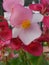 Flower with pale pink petals