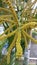 Flower palm tree edukasi photo