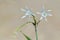 Flower pancratium maritimum