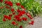 Flower of Papaver commutatum, Ladybird