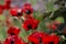 Flower of Papaver commutatum, Ladybird