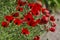 Flower of Papaver commutatum, Ladybird