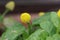 Flower of a parakress Acmella oleracea
